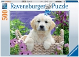 Puzzle Golden Retriever, 500 Piese Ravensburger