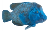 Figurina Peste - Blue Groper Mojo