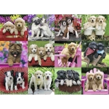 Puzzle Catelusi, 500 Piese Ravensburger