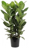 Ficus Audrey, 90 cm 