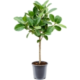 Ficus Audrey, 150 cm 