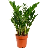 Planta Zamioculcas zamiifolia, 60 cm 