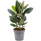 Ficus Robusta, 55 cm 