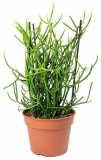Cactusul Pix, 30 cm