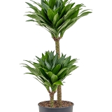 Planta Trunchiul fericirii Dracaena fragrans Compacta, 70 cm 