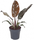 Planta Philodendron Imperial Red, 45 cm 