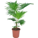 Palmier fantana Livistona rotundifolia, 50 cm 