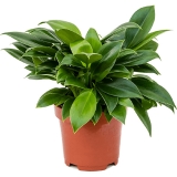 Planta Philodendron Green Princess, 25 cm 