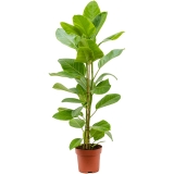 Ficus Yellow Gem, 100 cm 