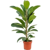 Ficus Roy, 100 cm 