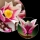 Ramuri de magnolie 11510 LEGO Colectia Botanica
