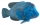 Figurina Peste - Blue Groper Mojo