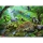Puzzle Animale In Padurea Tropicala, 60 Piese Ravensburger