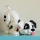 Catelus din 101 dalmatieni 43269 LEGO Disney