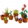 Plantute in ghiveci 10329 LEGO Icons Creator Expert