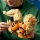 Arcanine 72160 LEGO Pokemon