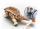 Indominus Rex contra Ankylosaurus 75941 LEGO Jurassic World