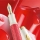 Stilou Souveran M600 Editie Speciala Red-White, penita EF aur 14k, accesorii placate cu aur, corp rosu-alb, cutie cadou, Pelikan