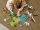 Operatiunea de salvare a animalelor 60302 LEGO City 