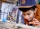 Motocicleta de cascadorii Selfie 60309 LEGO City 