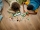 Misiuni de salvare a animalelor salbatice 60353 LEGO City