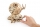 Puzzle 3D, lemn, mecanic Glob pamantesc, 184 piese, Ugears 