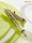 Stilou Souveran M400 EF Tortoiseshell, penita aur 14k, accesorii placate cu aur, corp alb-verde, Pelikan